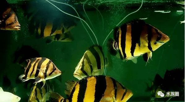 印尼虎魚苗飼料營養成分表，印尼虎魚苗飼料營養成分表印尼虎魚苗飼料營養成分表