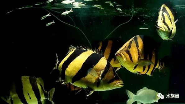 印尼虎魚苗飼料營養成分表，印尼虎魚苗飼料營養成分表印尼虎魚苗飼料營養成分表
