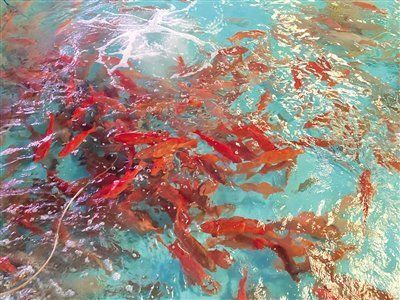 觀賞魚類發(fā)展現(xiàn)狀（2021年觀賞魚進口量為0.14億美元同比下降35.13%）