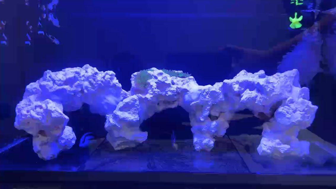 藍吊出來遛彎兒了