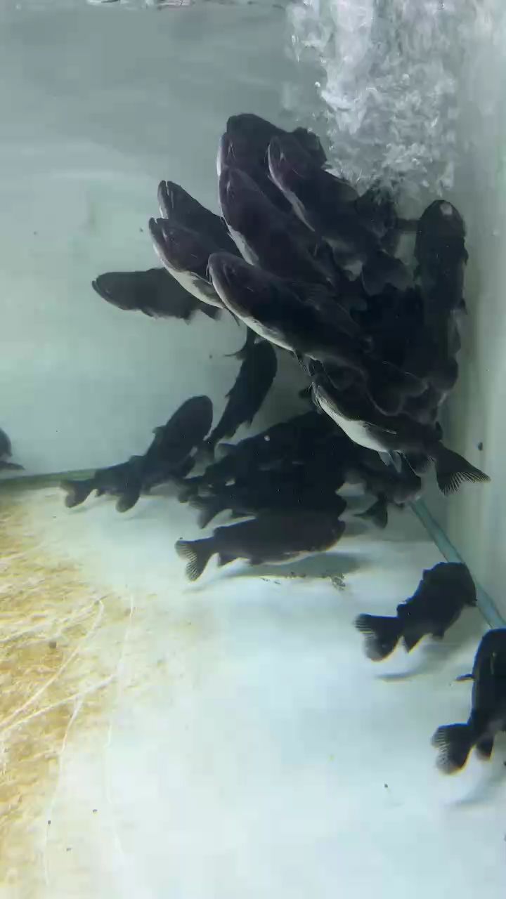大嘴鯨11-13.13-15cm 大嘴鯨11-13.13-15cm 龍魚論壇