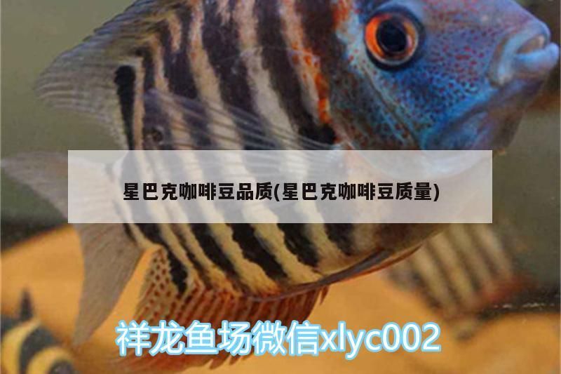 星巴克咖啡豆品質(zhì)(星巴克咖啡豆質(zhì)量)