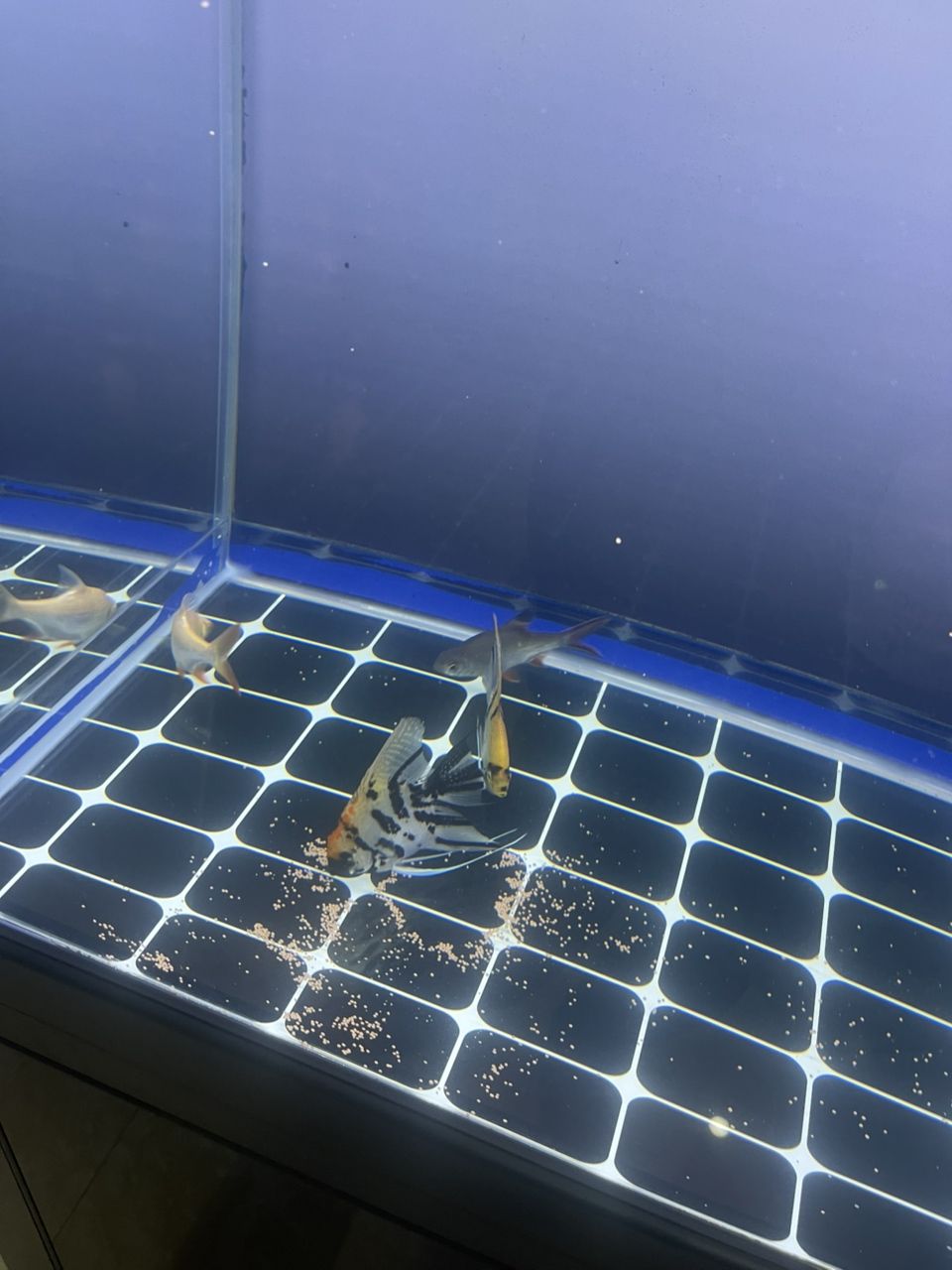 把 LED 換成飛利浦 865?一根小夜燈 ??