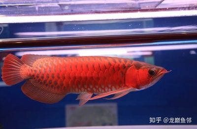 龍魚的好處vs祥龍魚場：祥龍魚場在養(yǎng)殖方面的優(yōu)勢
