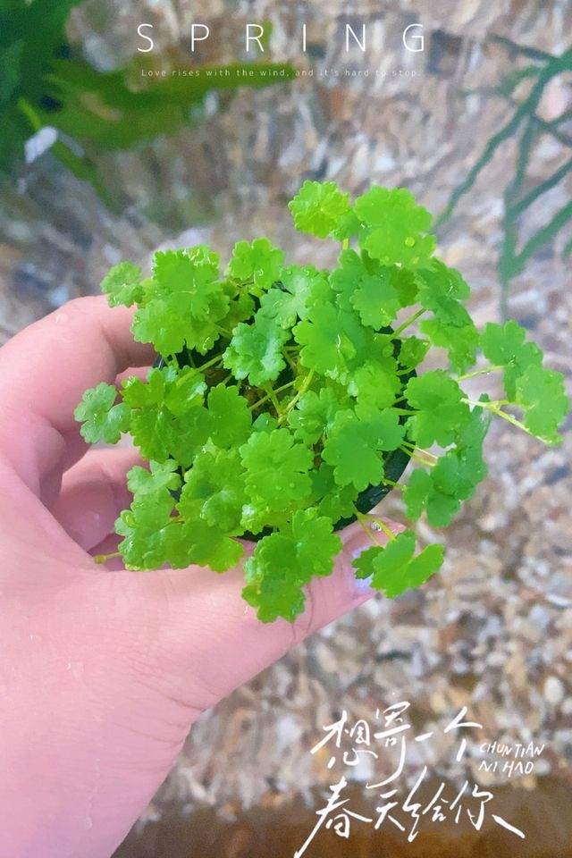 新手放心入，魚缸里的大自然