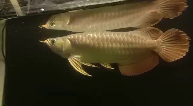 紅龍魚大湖：紅龍魚中的“大湖紅龍”核心特征與相關(guān)信息整理