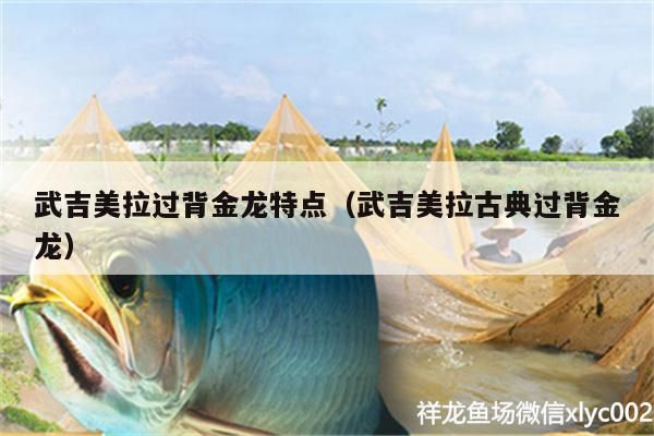 武吉美拉過背金龍特點（武吉美拉古典過背金龍）
