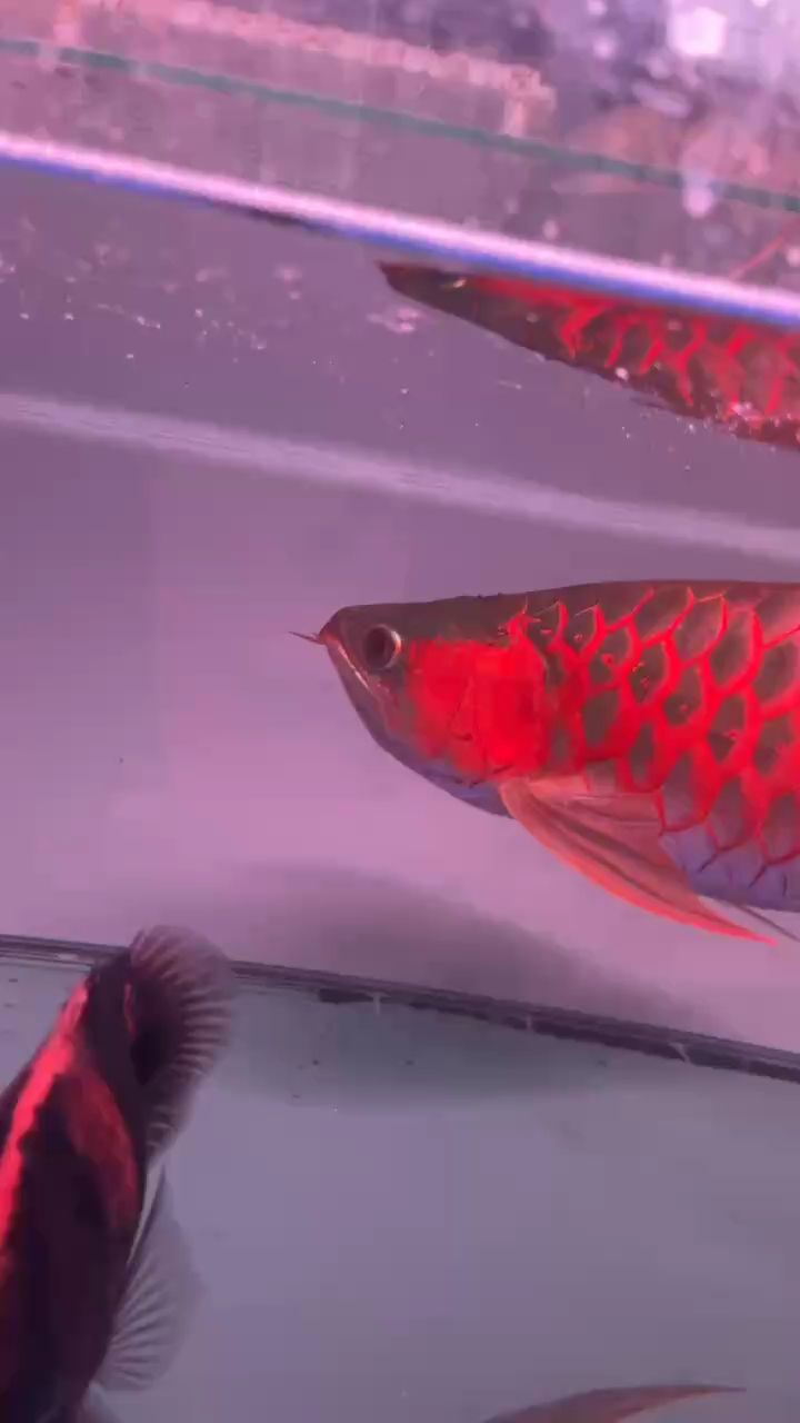 一個月了
