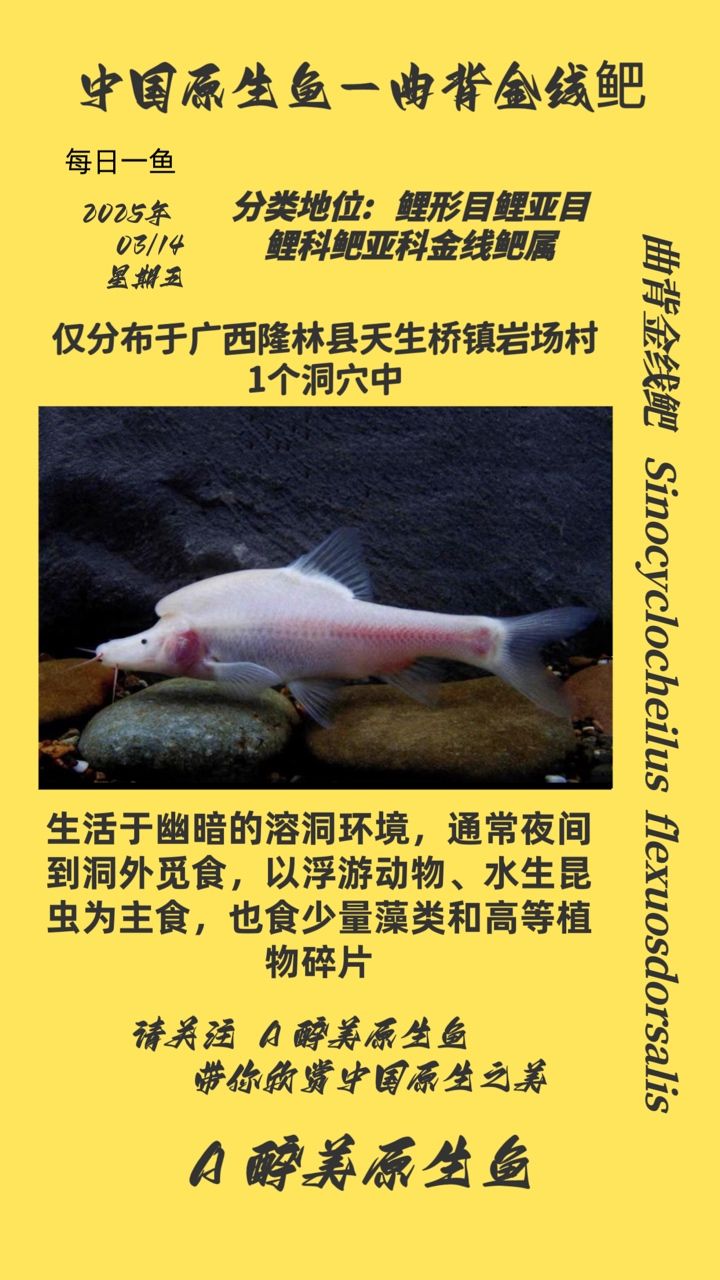 曲背金線鲃