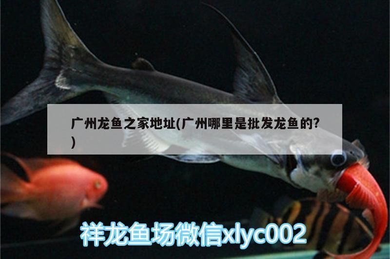廣州龍魚之家地址(廣州哪里是批發龍魚的?)