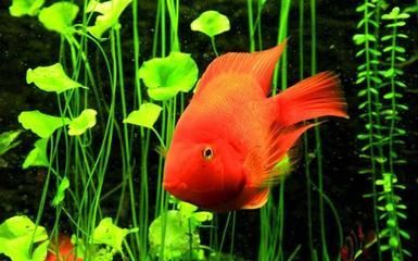 水族館紅龍魚養護技巧（紅龍魚養護技巧）