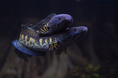 水族館紅龍魚養護技巧（紅龍魚養護技巧）