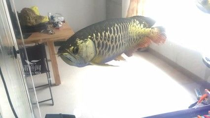 立達金龍魚和李亞四：立達金龍魚和李亞四的區別