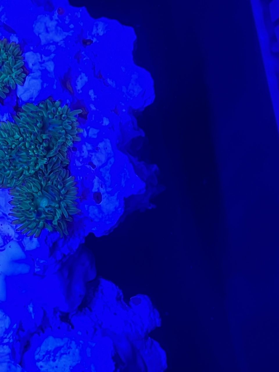 產卵了？ 據說營養價格高 哈哈哈哈 產卵了？ 據說營養價格高 哈哈哈哈 龍魚論壇 第2張