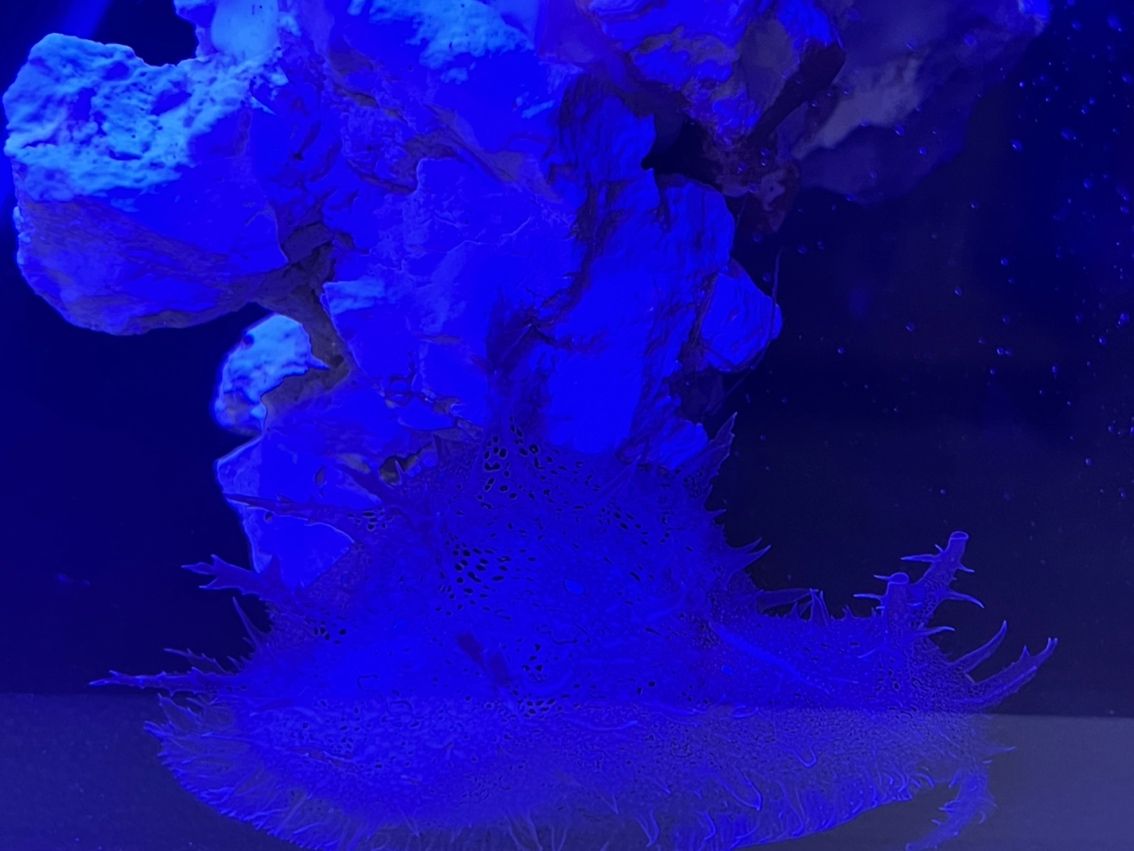 產卵了？ 據說營養價格高 哈哈哈哈 產卵了？ 據說營養價格高 哈哈哈哈 龍魚論壇 第1張