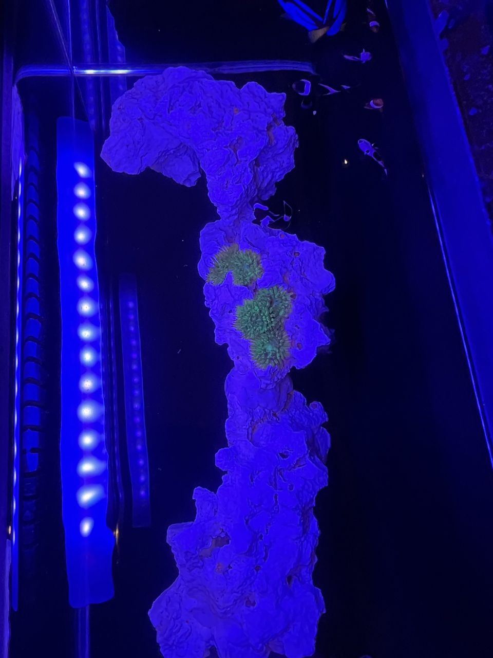 產卵了？ 據說營養價格高 哈哈哈哈 產卵了？ 據說營養價格高 哈哈哈哈 龍魚論壇 第3張