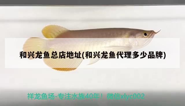 和興龍魚總店地址(和興龍魚代理多少品牌) 和興龍魚總店地址(和興龍魚代理多少品牌) 和興紅龍