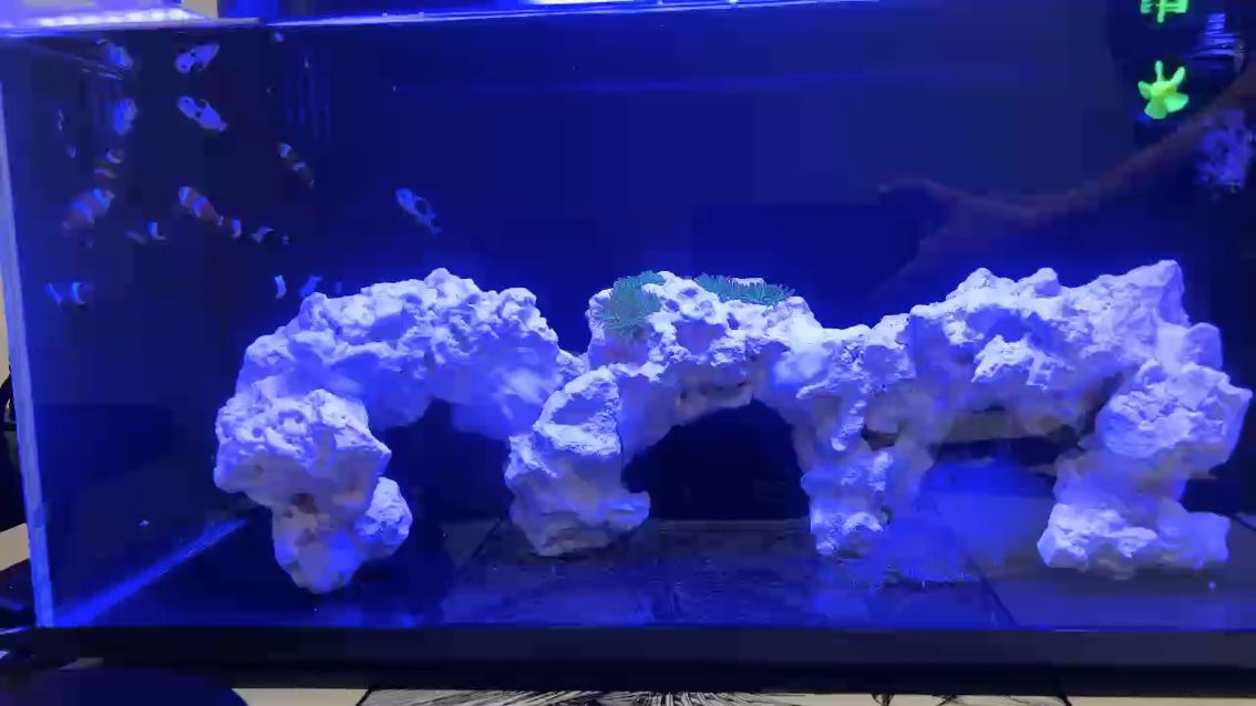 新添加成員，死倆奶嘴？小丑魚不愛游？