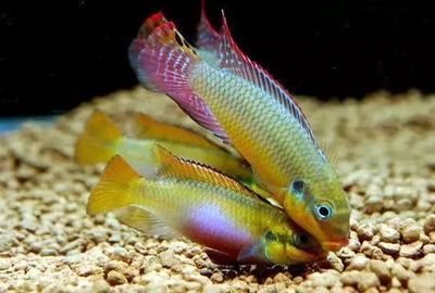 翡翠電光鳳凰魚（關于翡翠電光鳳凰魚的具體介紹）