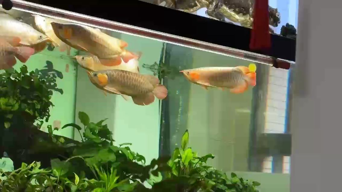 不知道會不會看膩
