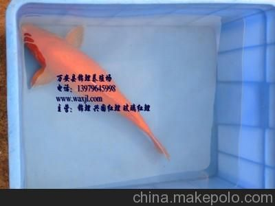 紅鯉魚苗（關于紅鯉魚苗的綜合信息整理如下：日常管理環境優化）