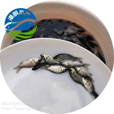 紅鯉魚苗（關于紅鯉魚苗的綜合信息整理如下：日常管理環境優化）