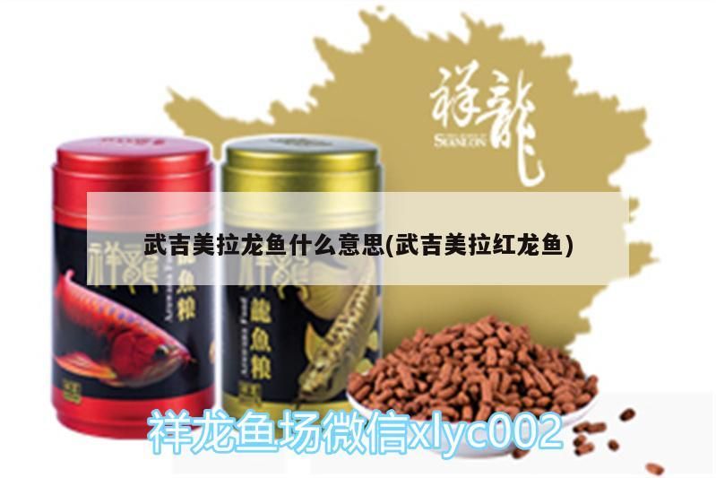 武吉美拉龍魚什么意思(武吉美拉紅龍魚) 武吉美拉龍魚什么意思(武吉美拉紅龍魚) 武吉美拉金龍魚