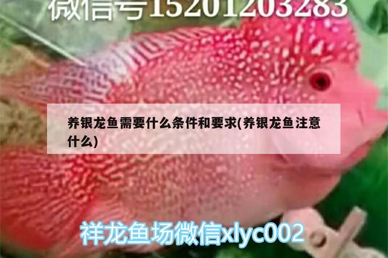養(yǎng)銀龍魚需要什么條件和要求(養(yǎng)銀龍魚注意什么)