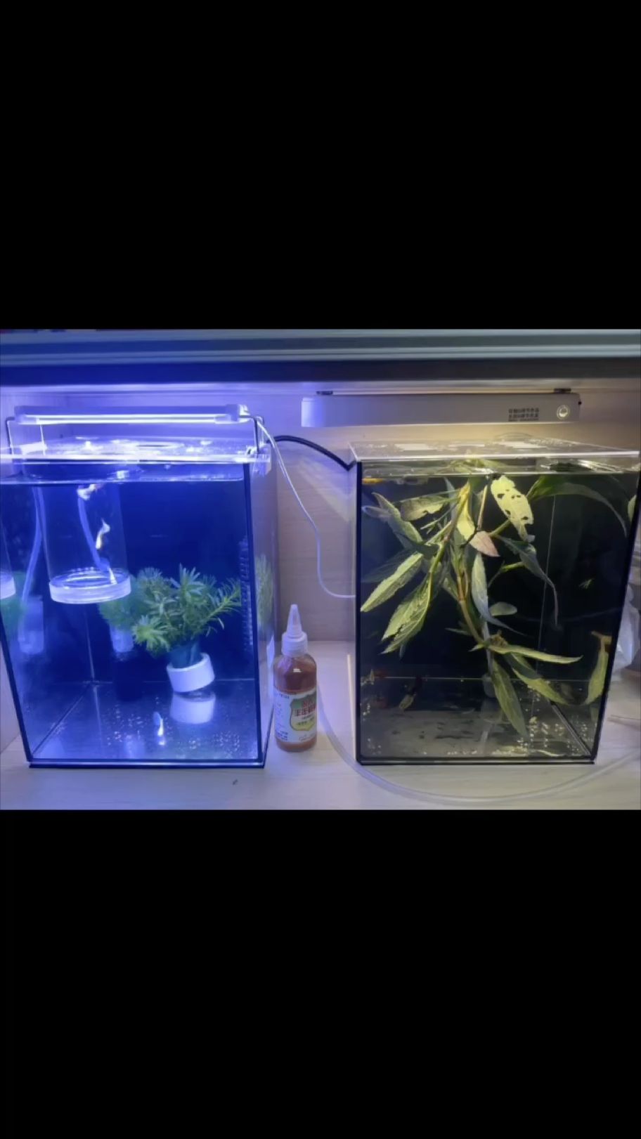 大學生養魚養水日常