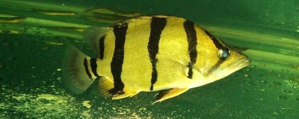 虎魚苗怎么養(yǎng)長得快：虎魚苗怎么養(yǎng)長得快，