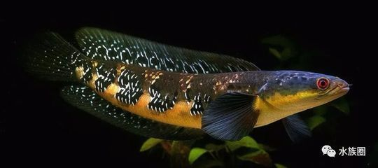 紅帝王雷龍魚繁殖快嗎