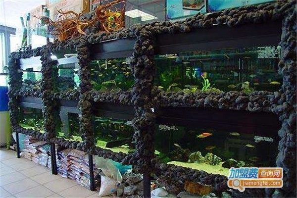 觀賞魚加盟店排行榜最新（2024年觀賞魚加盟店排行榜） 觀賞魚加盟店排行榜最新（2024年觀賞魚加盟店排行榜） 新加坡三巴旺 第1張