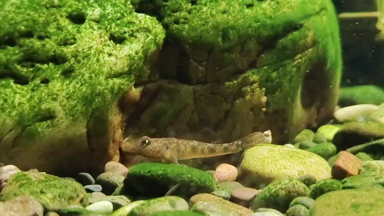 周四魚快