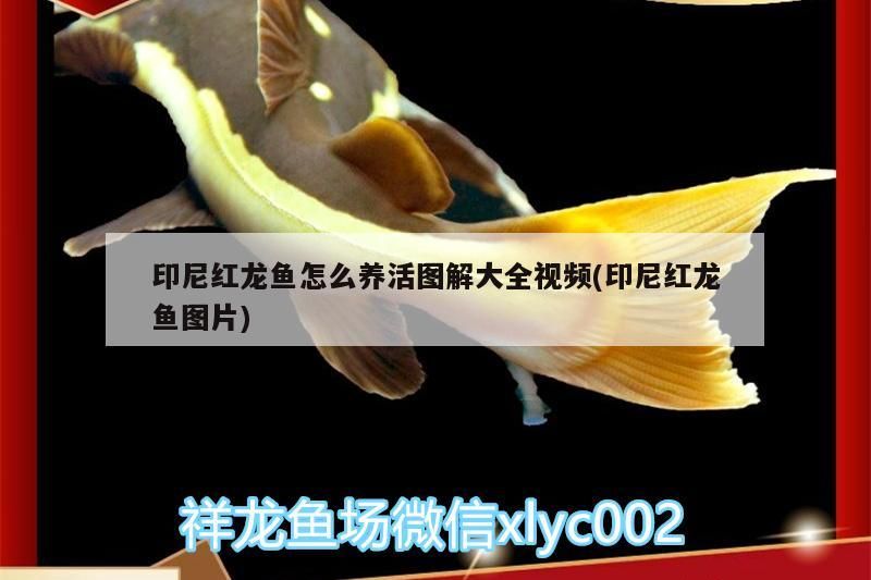 觀賞魚 印尼紅龍魚怎么養活圖解大全視頻(印尼紅龍魚圖片) 紅龍魚百科 印尼紅龍魚怎么養活圖解大全視頻(印尼紅龍魚圖片) 印尼紅龍魚怎么養活圖解大全視頻(印尼紅龍魚圖片) 紅龍魚百科