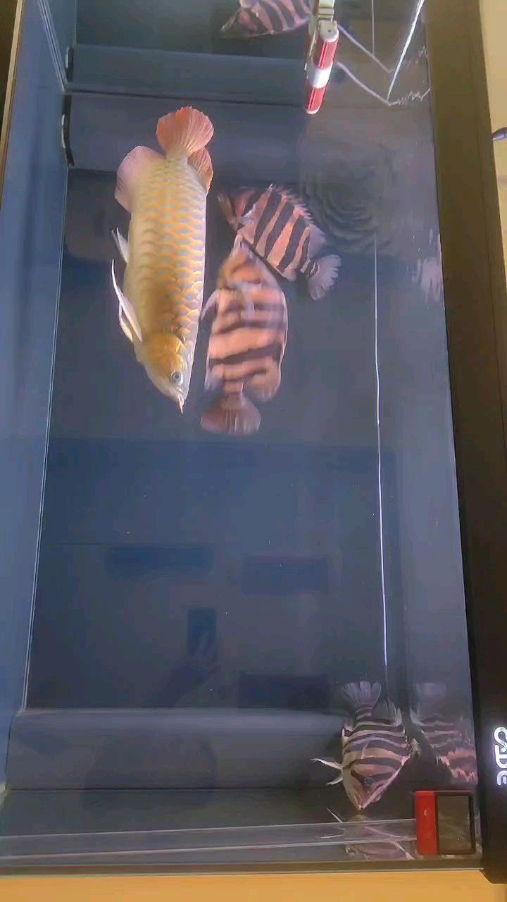 水清魚靚