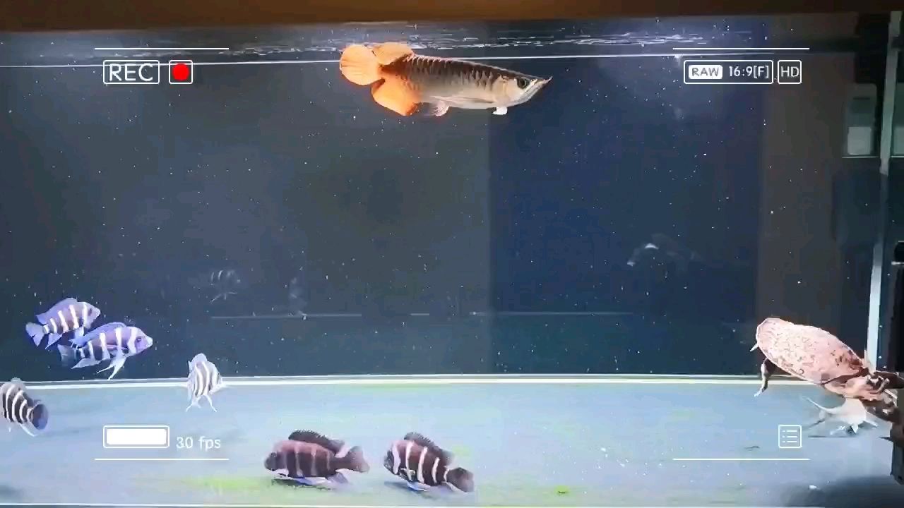 小小只入缸 小小只入缸 龍魚論壇