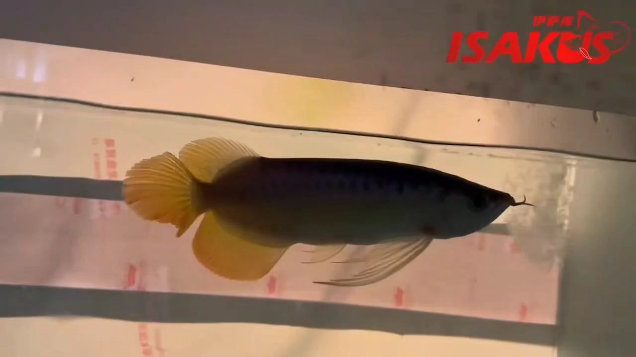 小尺寸，表現很好