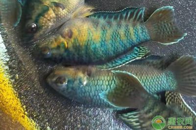 好看的大型觀賞魚品種（大型觀賞魚的起源與演變熱帶魚的起源與演變熱帶魚的起源與演變）