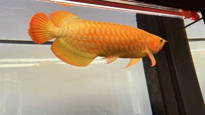 烤一烤紅龍魚 烤一烤紅龍魚 龍魚論壇