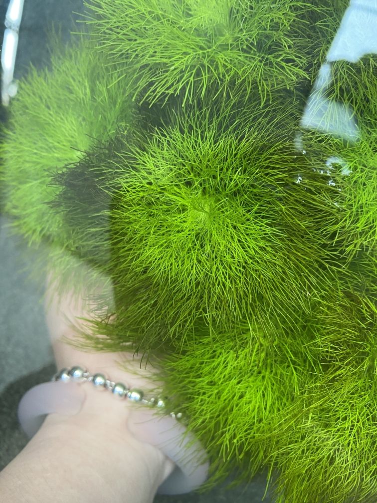 聽說這個水草很好看啊