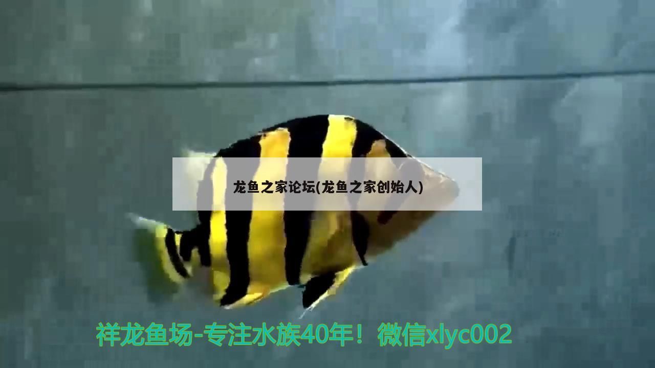 龍魚之家論壇(龍魚之家創始人)