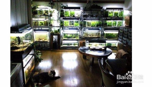 水族館開店流程怎么寫（水族館如何開店？）
