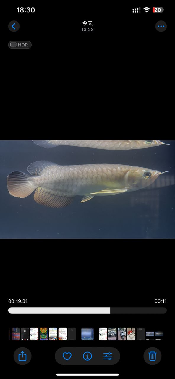 新缸入新魚