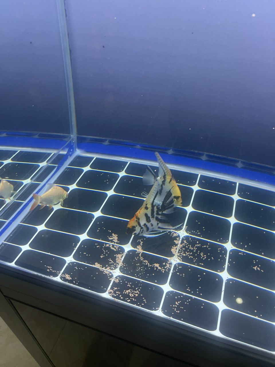 新缸入新魚