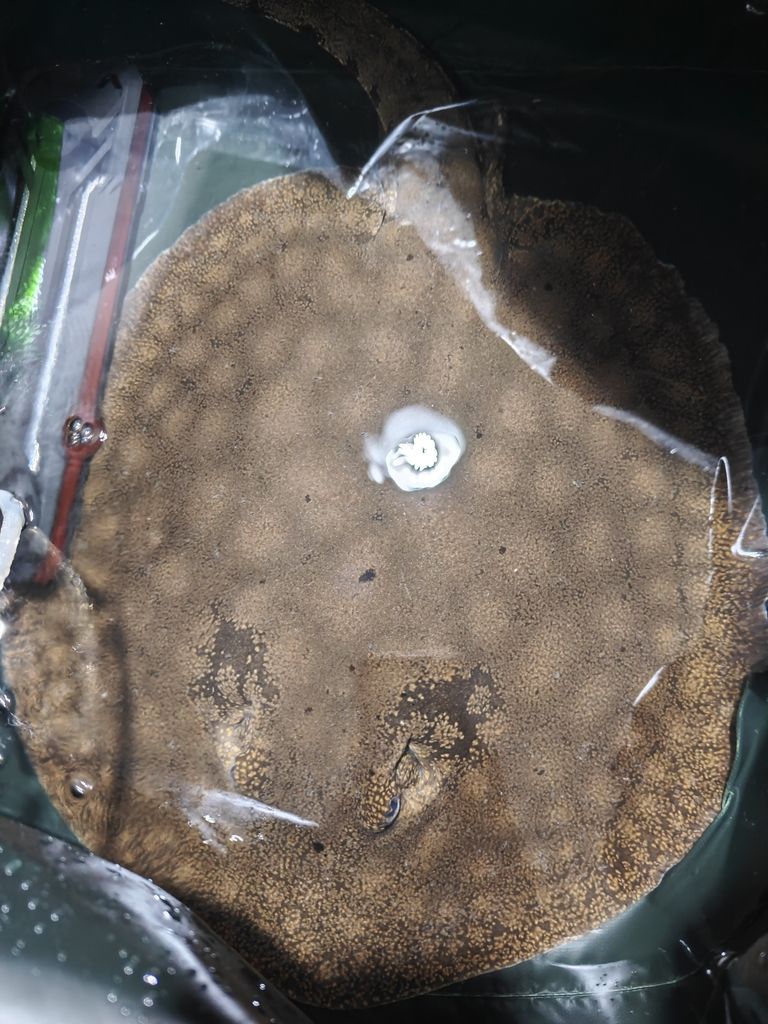 求助一下