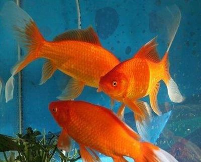 贊美龍魚句子有哪些成語：龍魚之韻，華彩盛章