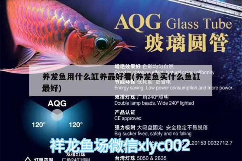 養龍魚用什么缸養最好看(養龍魚買什么魚缸最好)