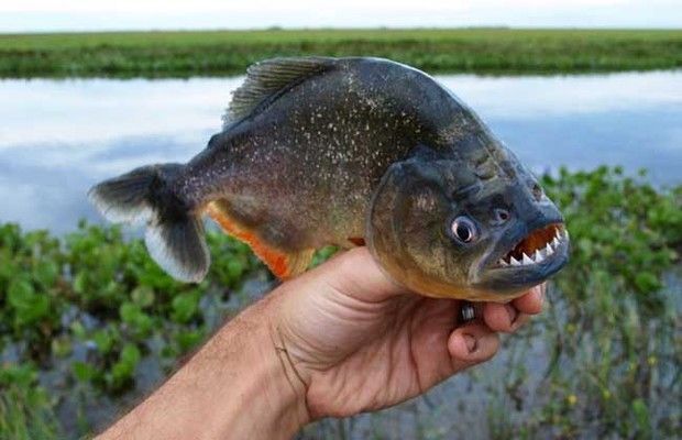 印尼虎魚(yú)食譜及訓(xùn)餌技巧，印尼虎魚(yú)的訓(xùn)餌技巧和訓(xùn)餌技巧，印尼虎魚(yú)的食譜及訓(xùn)餌技巧