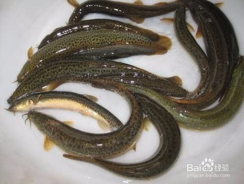 印尼虎魚(yú)食譜及訓(xùn)餌技巧，印尼虎魚(yú)的訓(xùn)餌技巧和訓(xùn)餌技巧，印尼虎魚(yú)的食譜及訓(xùn)餌技巧