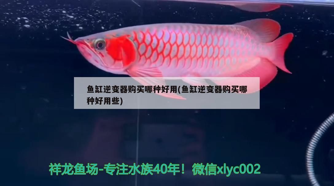 ?特里斯紅外線紅龍魚:請魚友們幫忙看一下這條紅龍怎么樣